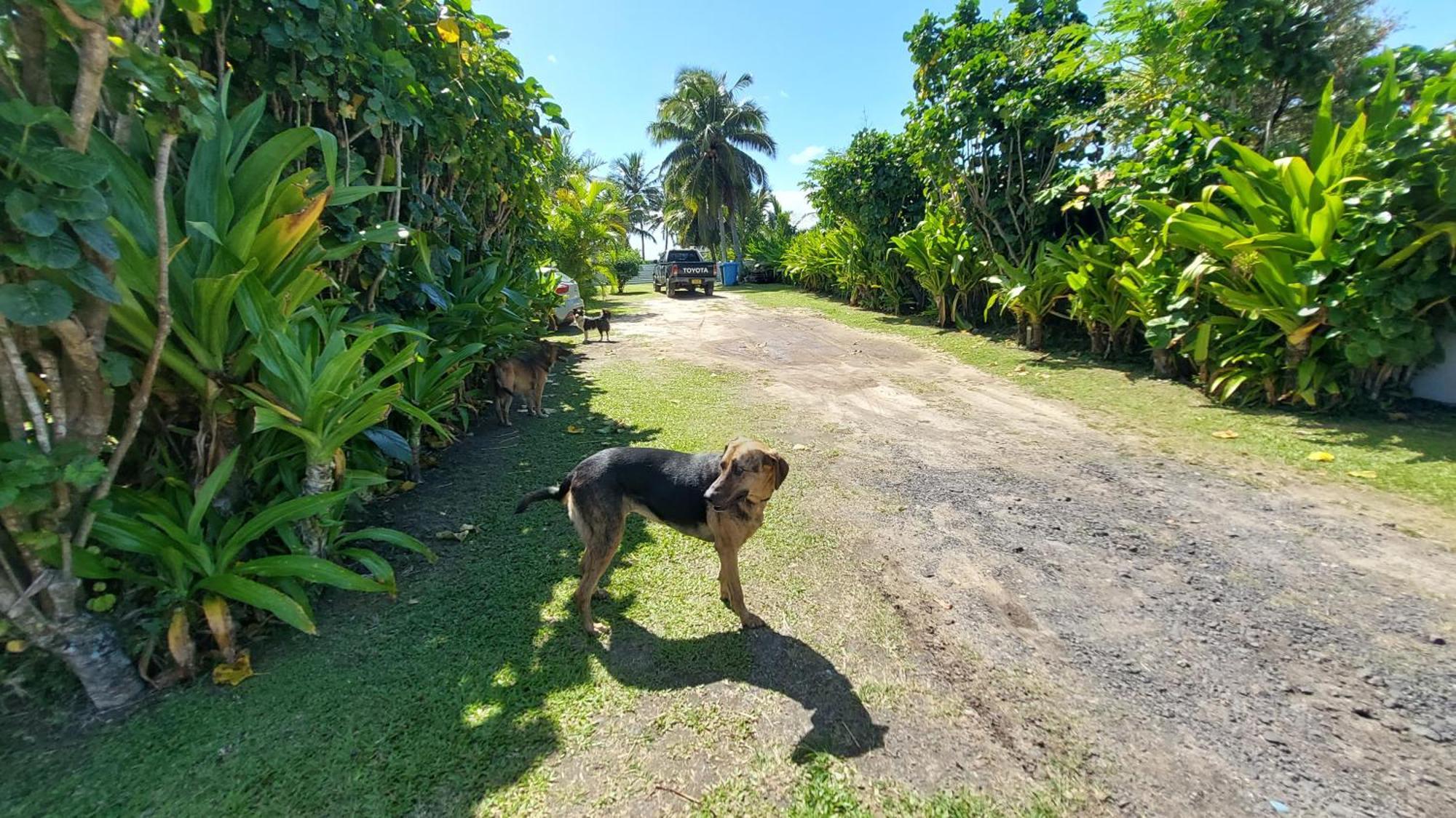 Herons Reef Holiday Apartments Rarotonga Exterior foto